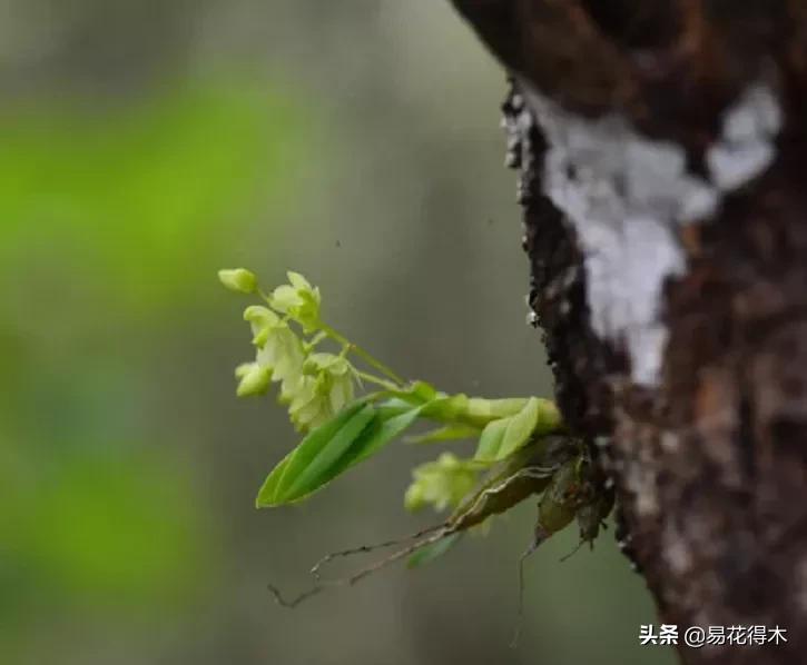石斛分类小知识,石斛多少种哪一种比较好