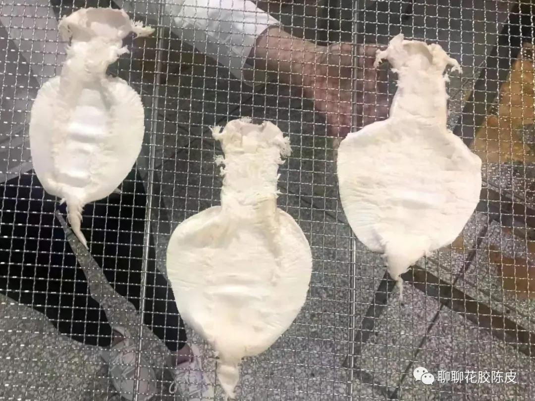 花胶鱼胶做法教程窍门视频下载,花胶鱼胶是怎么制作出来的