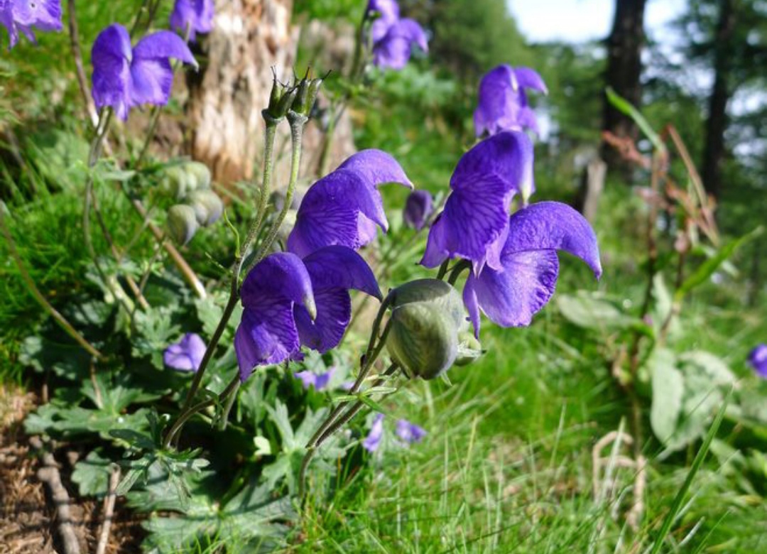 鎴峰涓嶈兘瑙︾鐨勬瘨鑺辨湁鍝簺,鍝簺姣掕姳涓嶈兘瑙︾