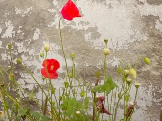 英语单词高效记忆法大学四级,英语四级词汇闪过速记