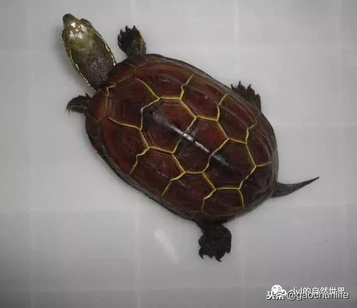 大草龟和小草龟谁好养,变异草龟和草龟的区别