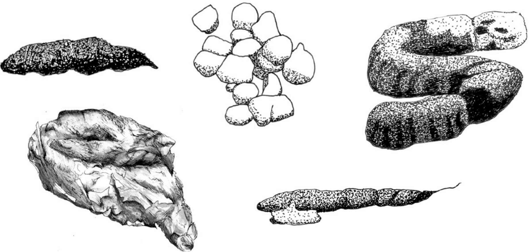 醒醒吧，仙女也拉不出粉红色的屎！让我们聊一聊，屎是怎么来的