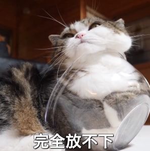 猫的内在品质,猫的本质就是嫌弃主人