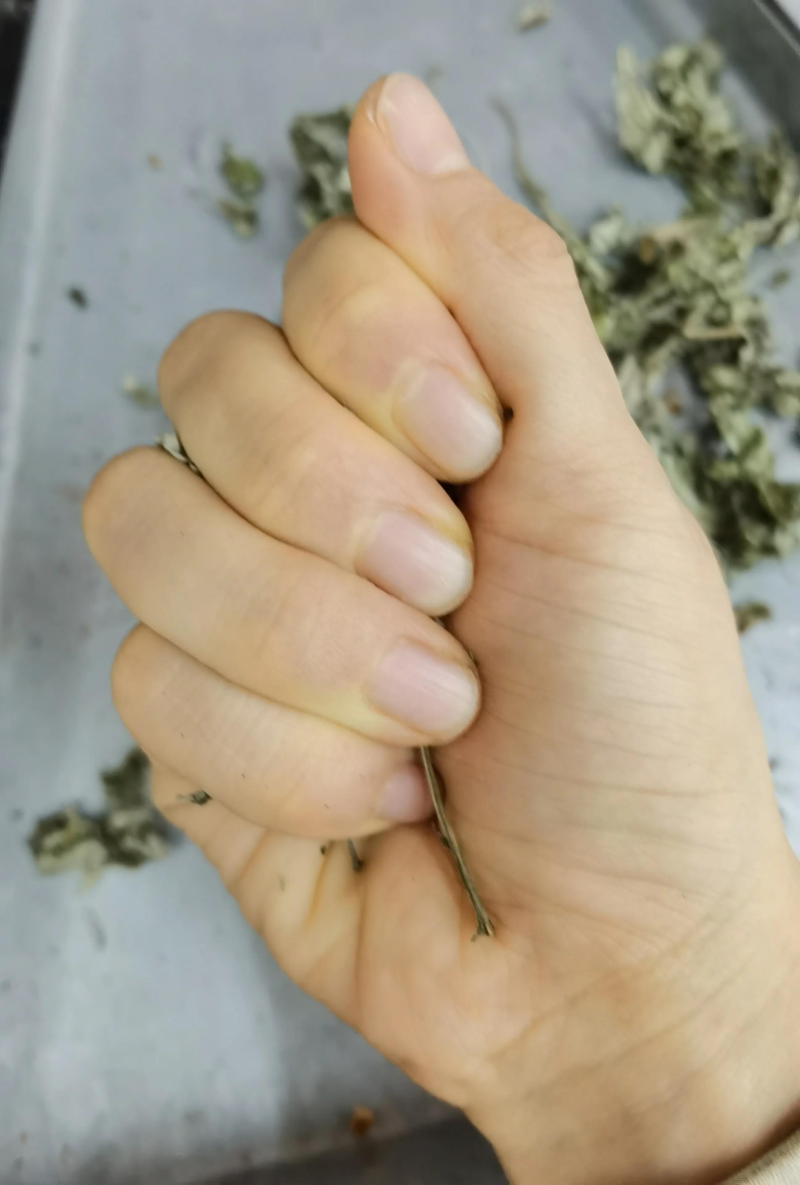 艾叶有小毒,煎汤内服要注意用量哦!