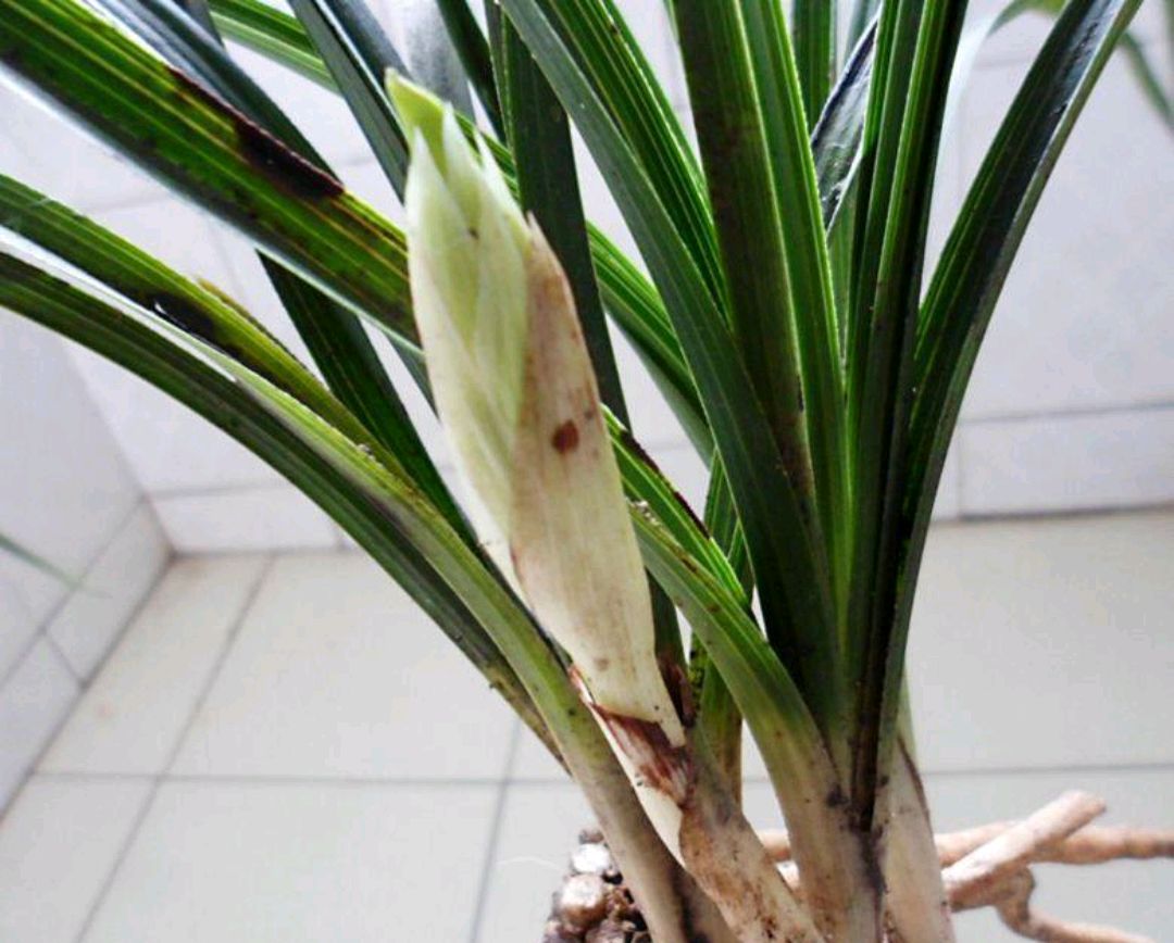 大花蕙兰冬天有花苞怎么养护开花,大花蕙兰出花苞到开花多长时间