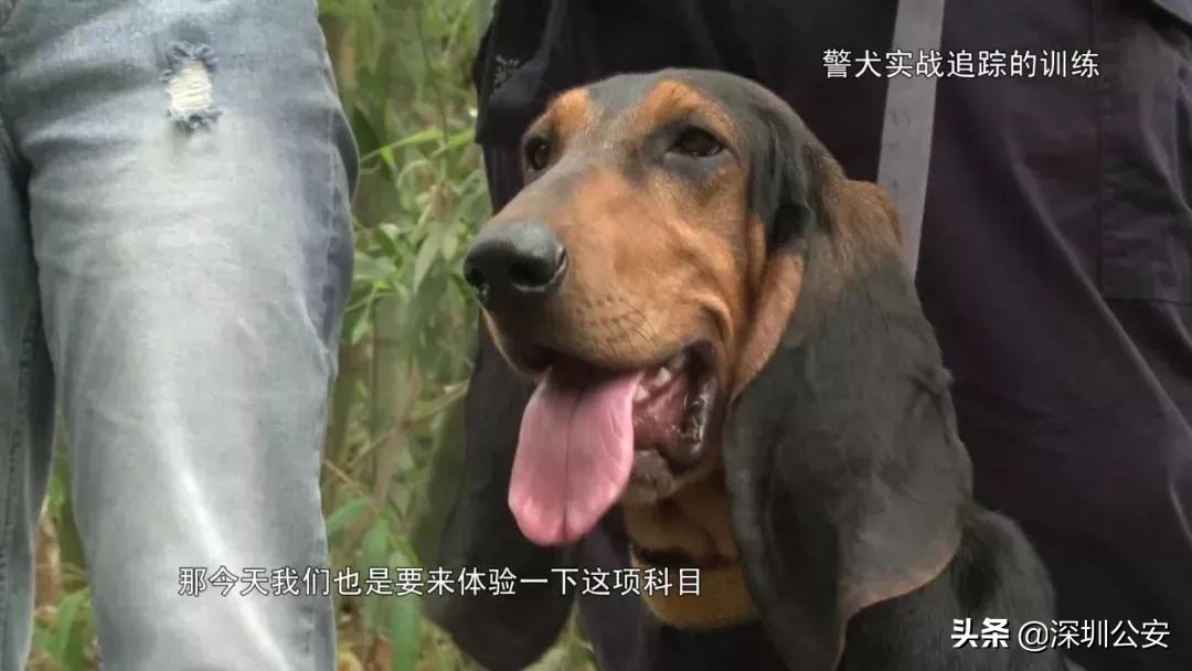 深圳警犬基地可以训犬么,深圳公安警察训练