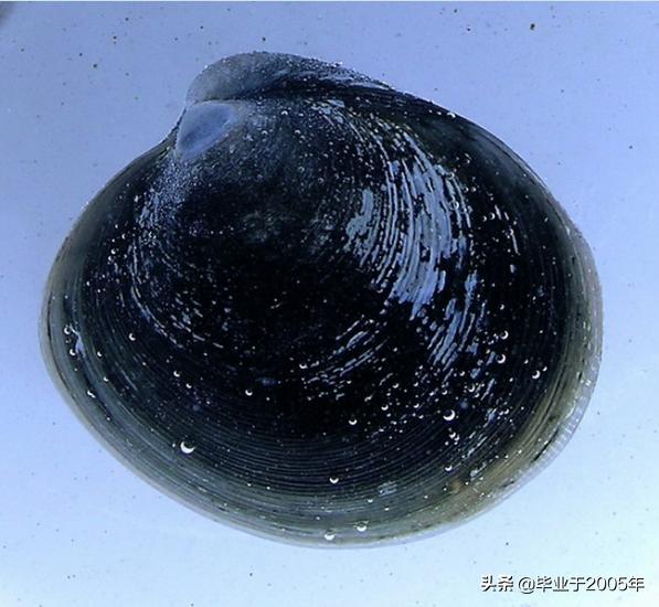 大连鱼市海鲜贝类品种,大连贝类海鲜图片大全