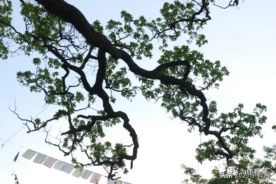 蠢蠢欲动去远行,休学旅行的真实感受