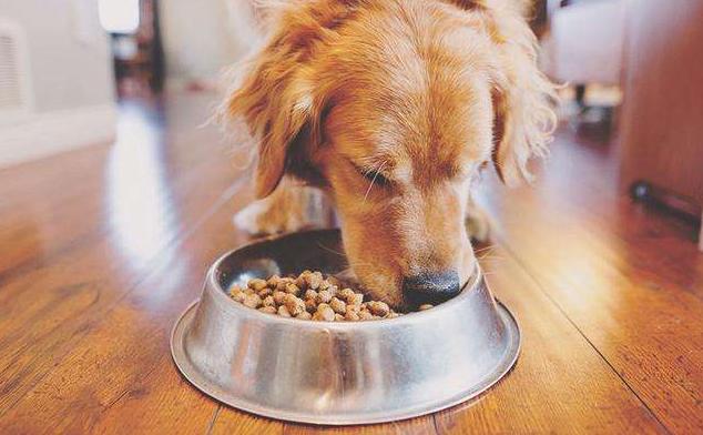 养狗必备用品比熊玩具,狗狗最爱的玩具球