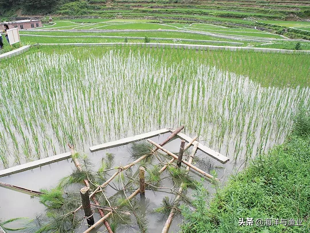 稻渔种养技术浙江,稻渔综合种养田间工程