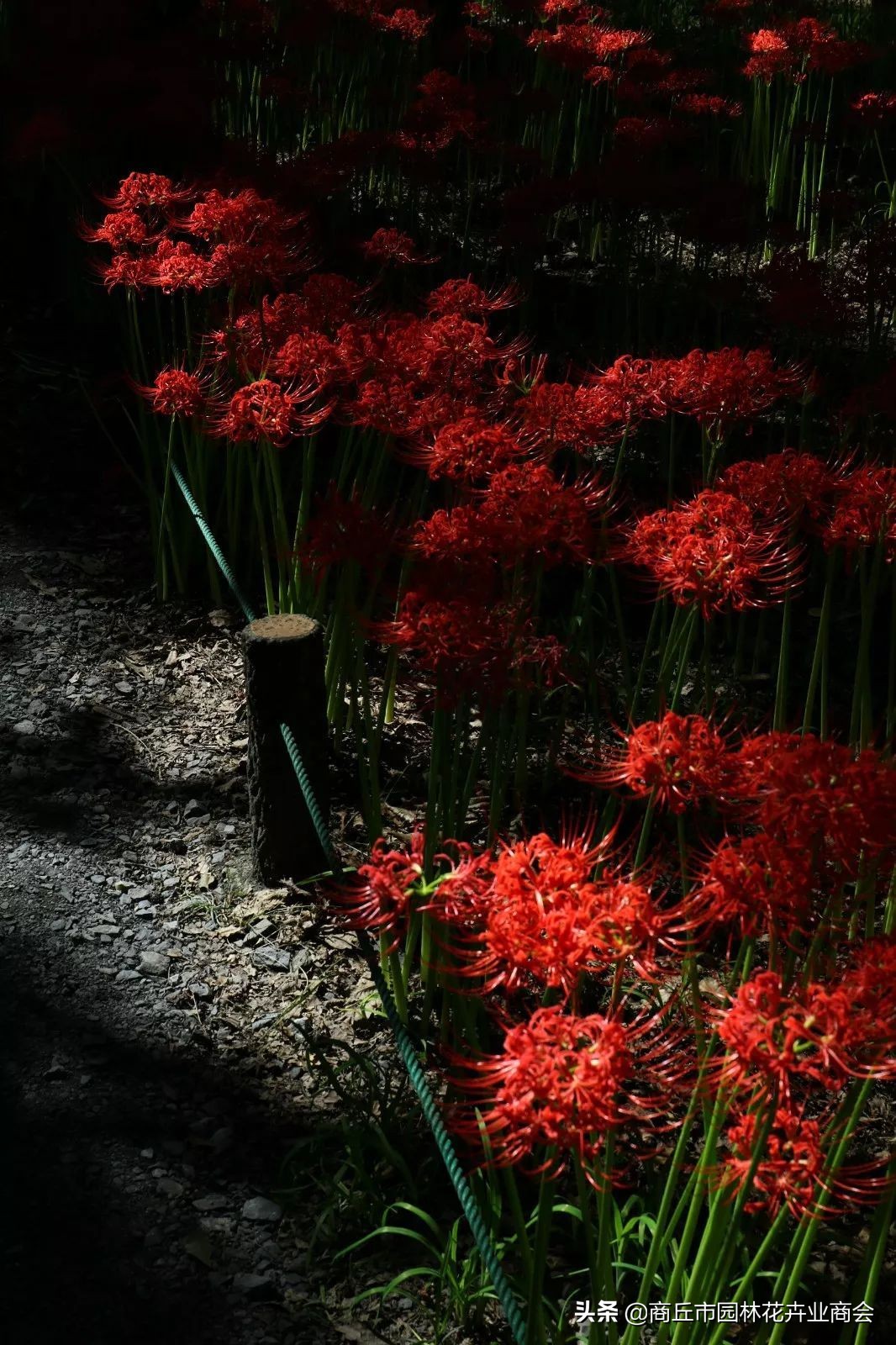 家里栽彼岸花吉利吗,家里养彼岸花好不好