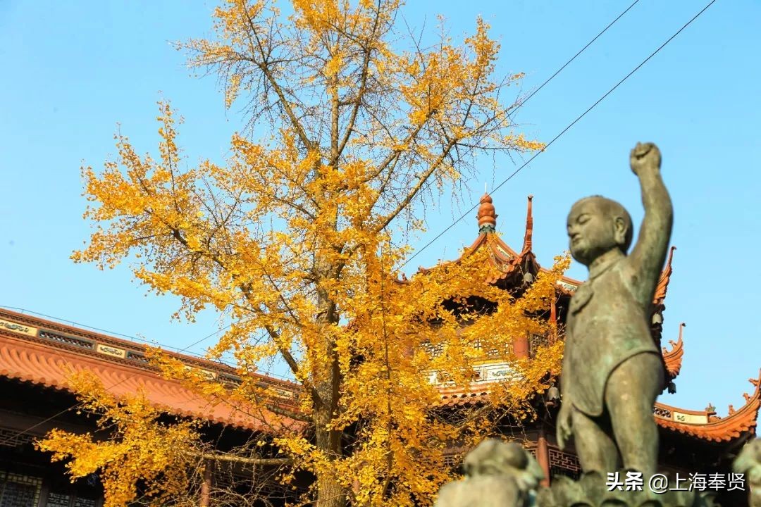 “秀木参天满目娆，落黄漫舞万千娇”二严寺600多年的雌雄古银杏，看了就移不开眼