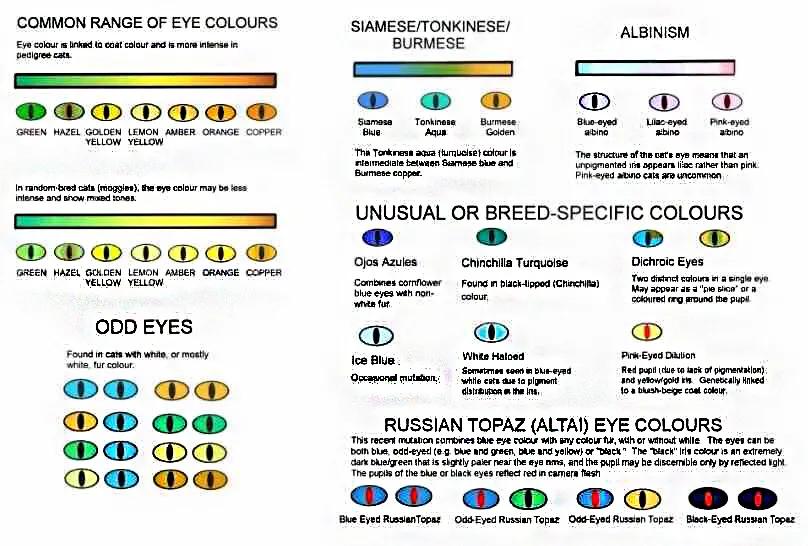 好看的猫的眼睛,猫的眼睛为什么那么好看