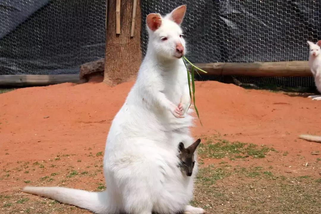 袋鼠界的“白雪公主”,近日找不到孩子他爸了……