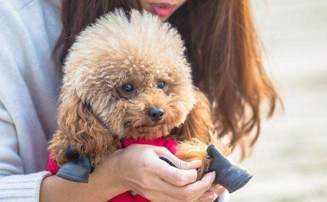 狗狗总是哼哼唧唧是什么原因,狗狗总是哼哼要咬人