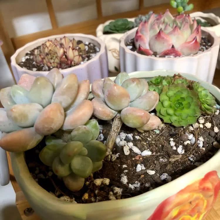 新手小白入坑多肉必看攻略,多肉新手入坑必备指南