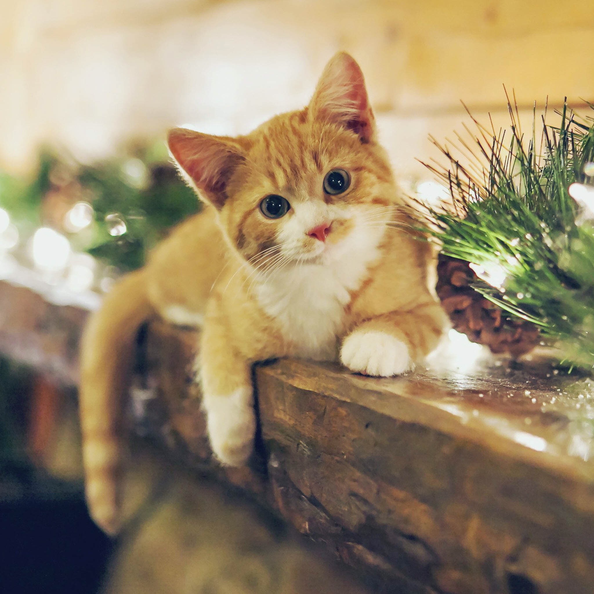 怀孕也可以养狗,怀孕了能养猫吗对胎儿有影响吗