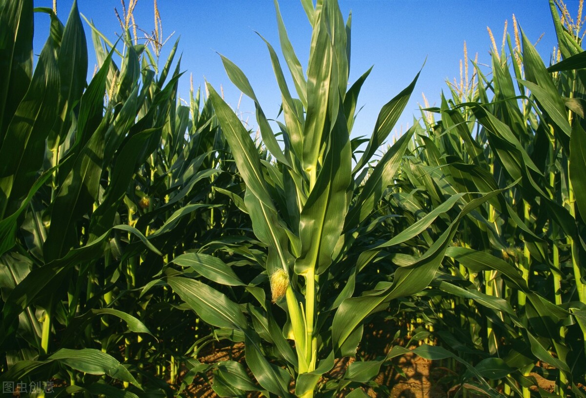 适应四川山区的矮杆高产玉米品种,云南每亩3000斤玉米高产品种