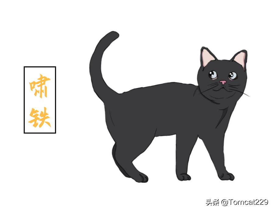 古代是如何给猫咪取名字的,古人给猫取名字