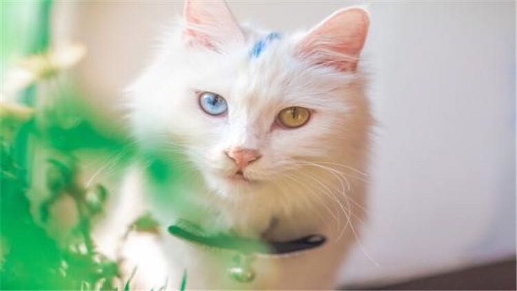 怎样给长毛猫咪洗澡能把毛洗柔顺,猫咪掉毛最好的方法