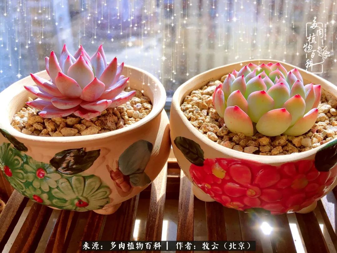 多肉植物生活,多肉生活充满诗意