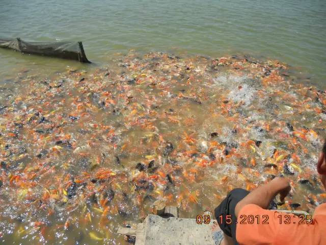 湖南最好的锦鲤养殖基地,湘潭锦鲤养殖