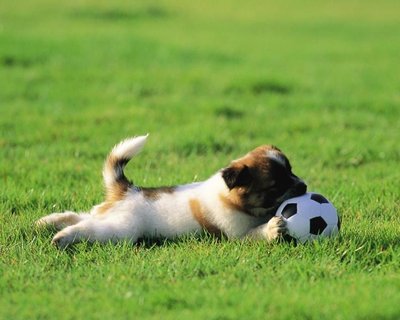 母狗排尿频繁是怎么回事,母狗频繁尿尿不出来