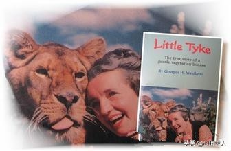 吃素的狮子感动全人类,一只吃素的狮子