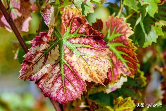 2020年苗木销售市场形势分析,今年苗木销量趋势