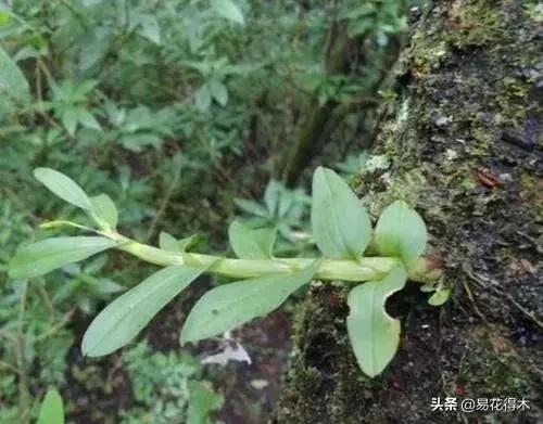 珍虫石斛什么档次,珍虫石斛花的介绍