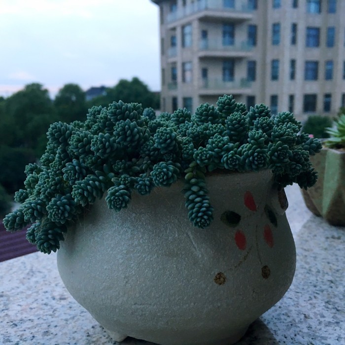 姬星美人的养殖方法和注意事项,姬星美人怎么养视频