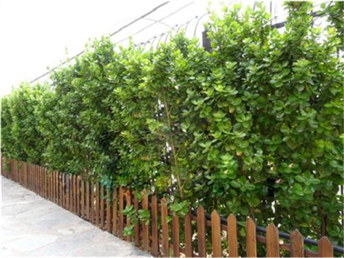 哪种黄杨木盆景最好最有价值,十大名贵黄杨树盆景