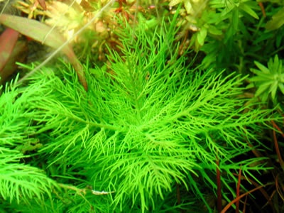 蜈蚣草为什么不建议养,水榕类水草怎么养才能养得好