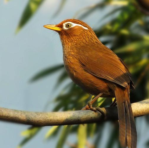 冬天画眉鸟怎么养,冬天画眉鸟难起性