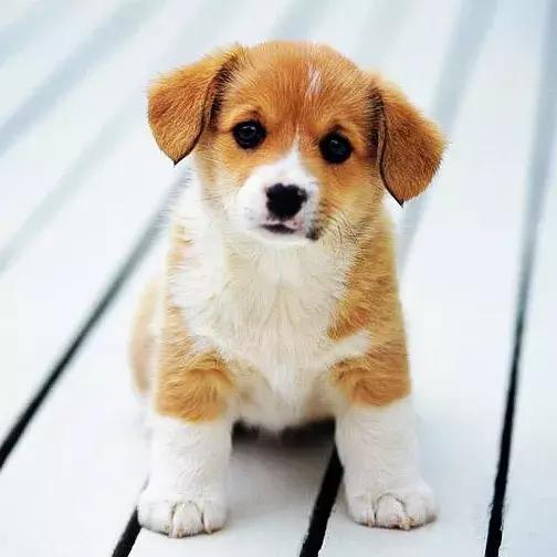 狗狗身上起红疹子是怎么回事,狗狗身上起红疹又脱毛