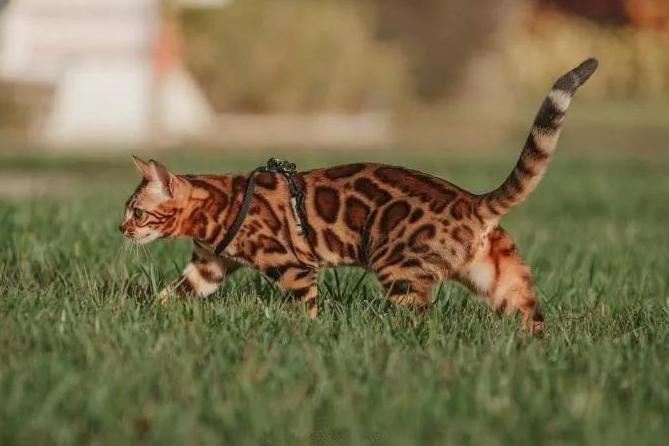 这5种猫不仅忠诚还好养,很可怕的5种猫不建议饲养