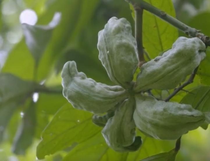 可乐是树上长的吗 (可乐可以长在树上吗)