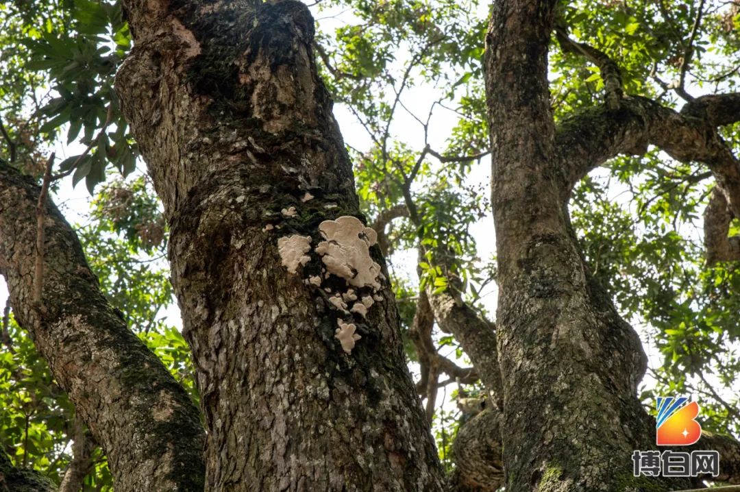 活久见！快成精了？博白发现明朝古树，至今600多年