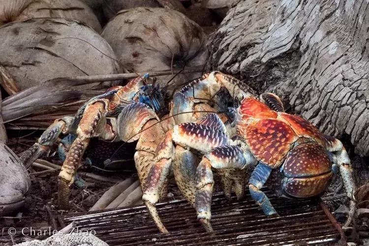 椰子和螃蟹能一起吃吗,传说中的椰子蟹剥开后全是蟹肉