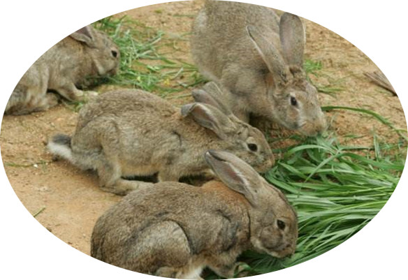 为什么有人说兔子不能喝水,兔子喝水吗需要给兔子喂水吗