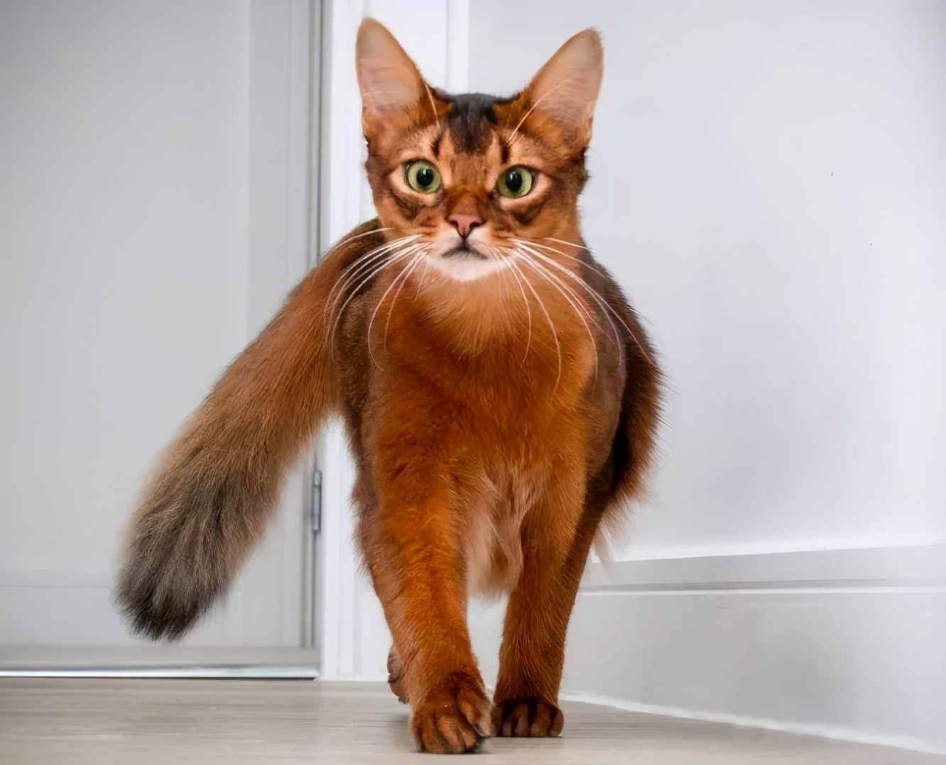 30种常见的猫,20种常见猫咪