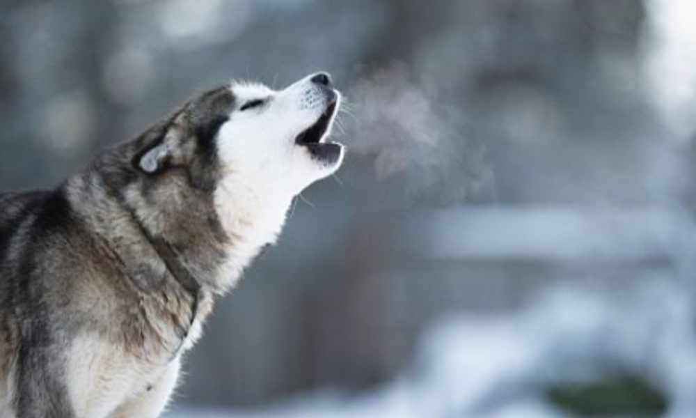 养哈士奇必须要知道的,养哈士奇的一百个理由