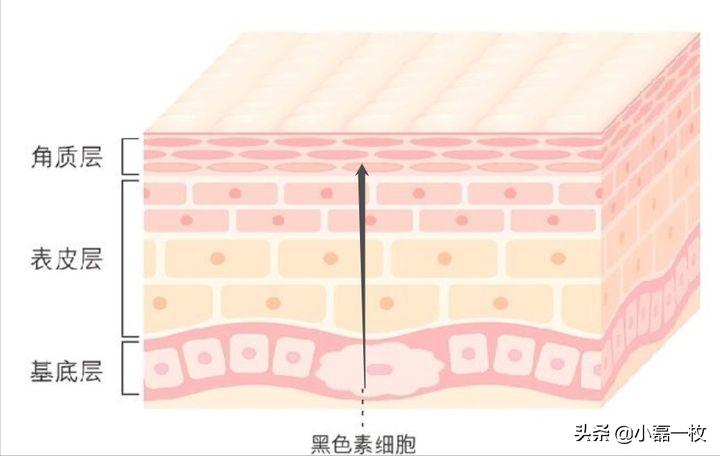 熬夜脸蜡黄暗沉怎么调理,经常熬夜脸色蜡黄喝什么汤水调理