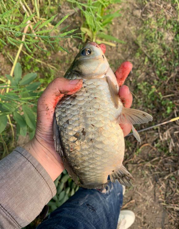 野钓淡水鱼最好吃的鱼种,钓鱼人钓的鱼都是哪几种鱼