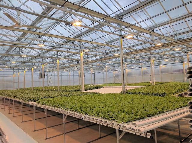 温室大棚种植常见的优点有哪些