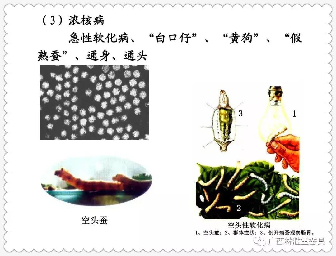 蚕脓病毒怎么彻底消灭,怎样防治脓蚕