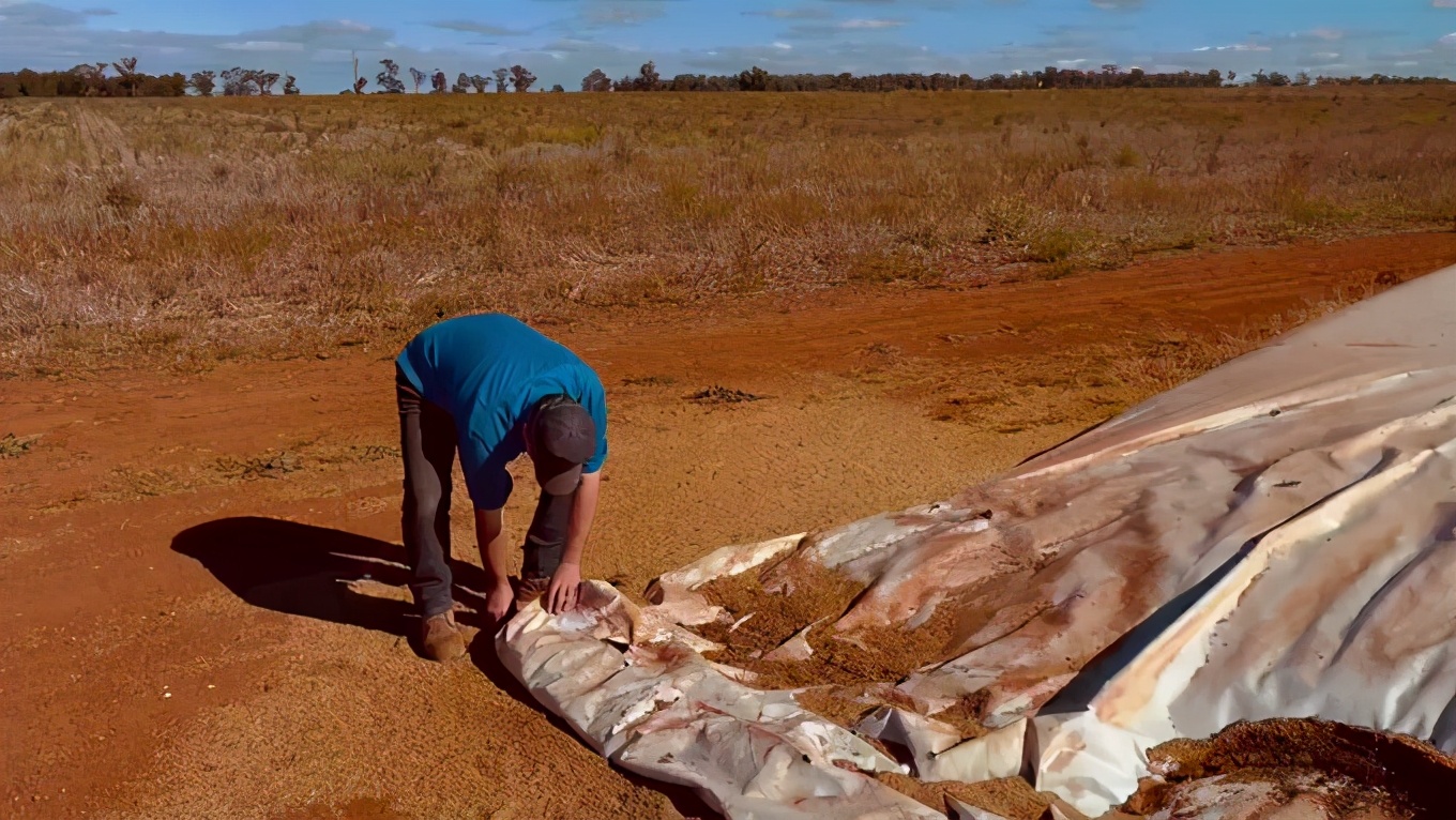 澳洲陷30年未遇鼠灾，一个女人睡觉痛醒，竟是老鼠在啃她的眼球