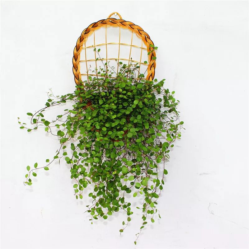 垂吊花卉品种直播,好看的吊兰绿植