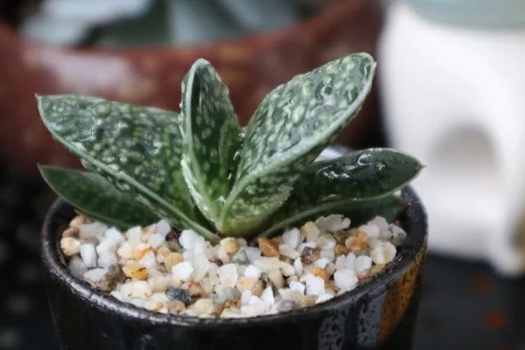 多肉名字怎么记,多肉的品种图片及名字寓意