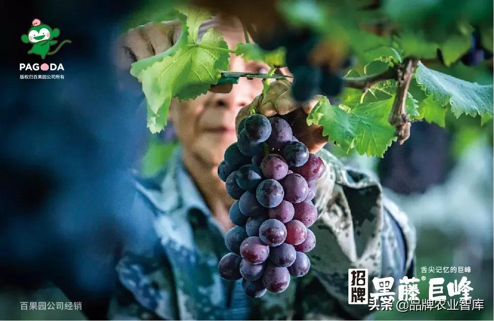 巨峰葡萄在中国的历史,巨峰葡萄谁引进